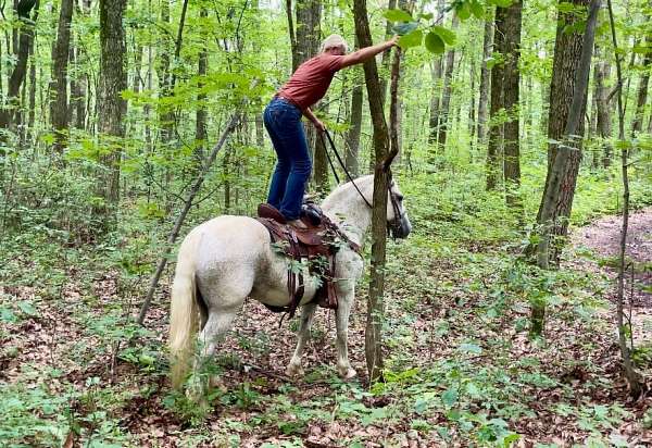 trail-percheron-horse