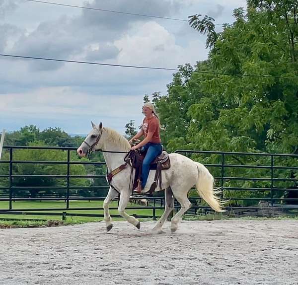 husband-safe-percheron-horse