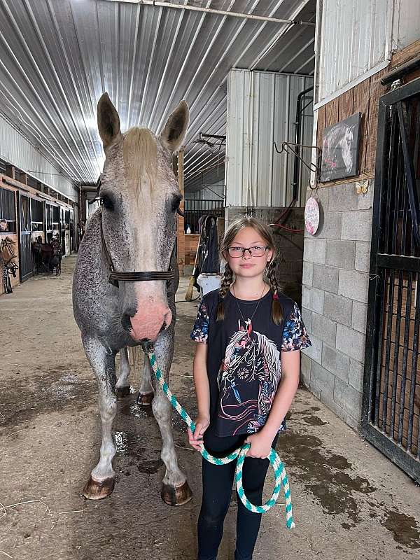 all-around-percheron-horse