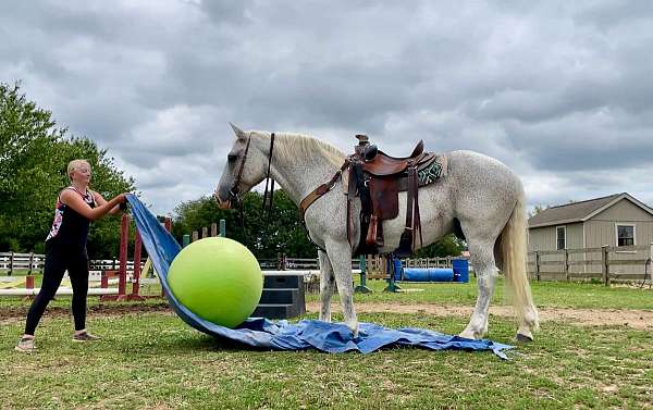 gentle-percheron-horse