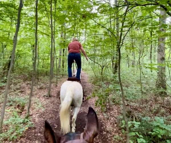 dressage-percheron-horse