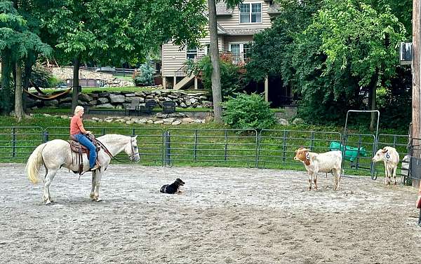 eventing-percheron-horse