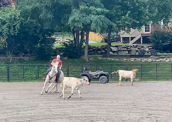 playday-percheron-horse