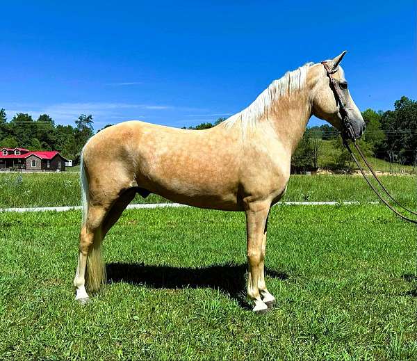 palomino-see-pics-horse