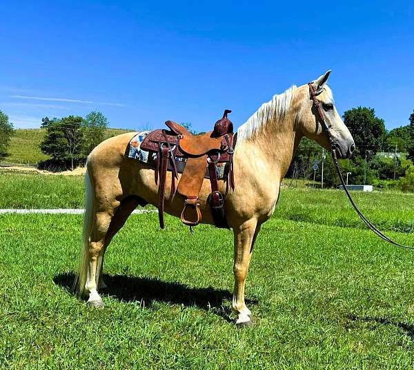 flashy-kentucky-mountain-horse