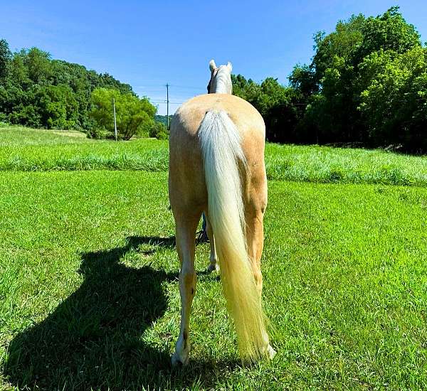 family-kentucky-mountain-horse