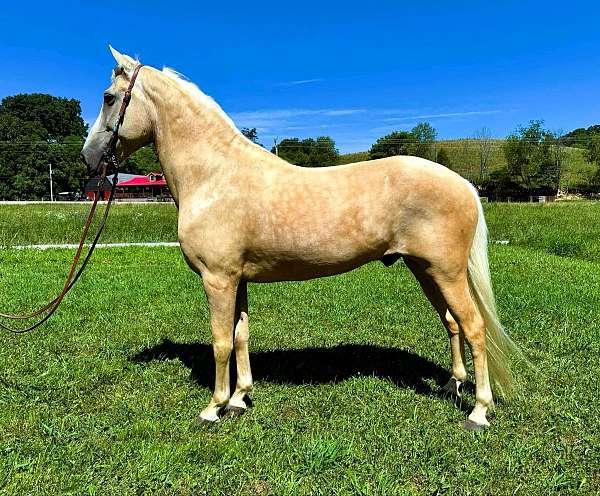 trail-kentucky-mountain-horse