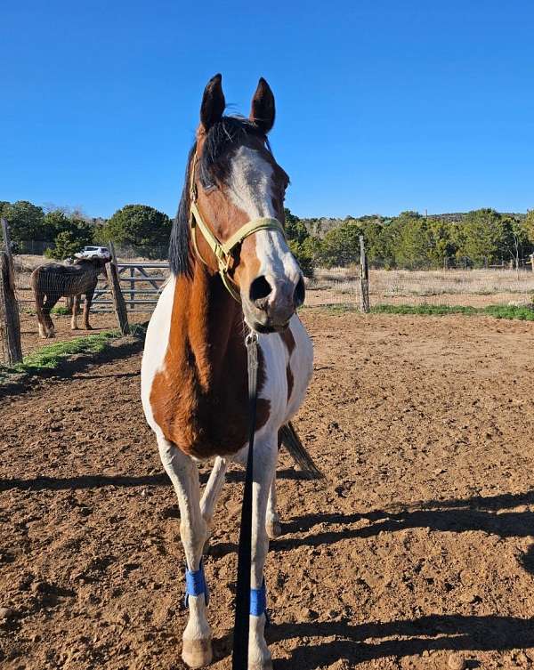 albuquerque-saddlebred-horse