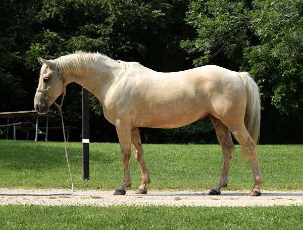 palomino-see-pics-horse