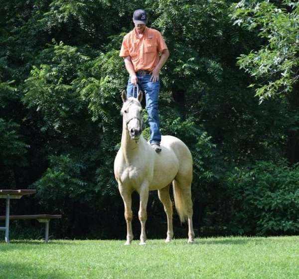 family-quarter-horse