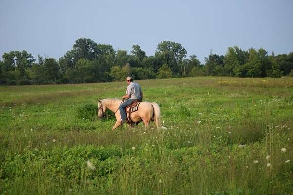 trail-quarter-horse