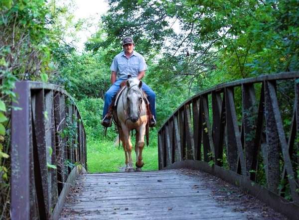 husband-safe-quarter-horse