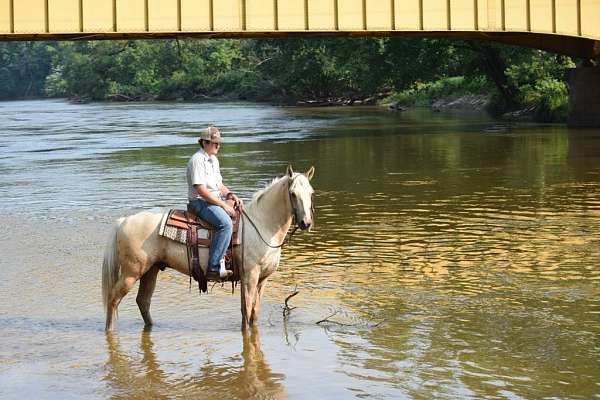 all-around-quarter-horse