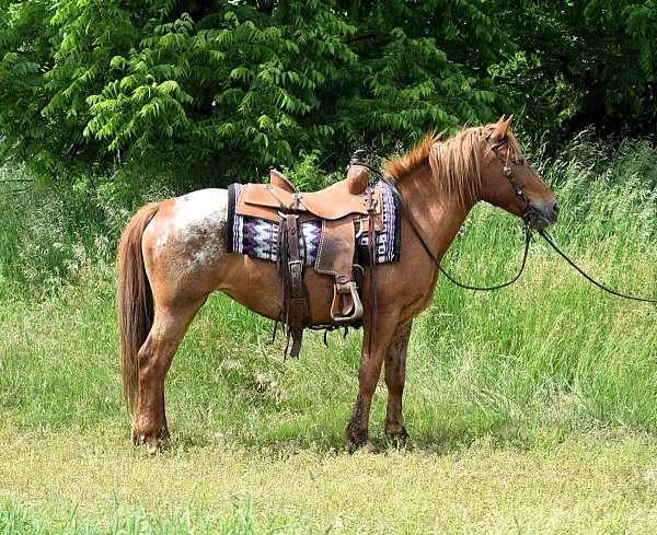 family-poa-horse