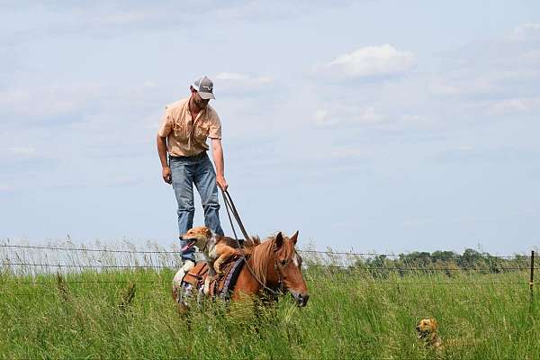 trail-poa-horse