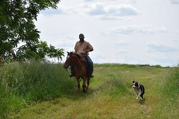 husband-safe-poa-horse