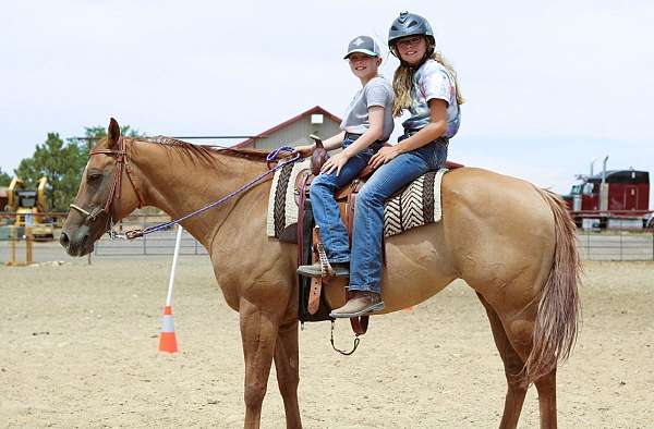 husband-safe-quarter-horse