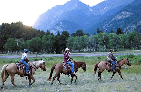 all-around-quarter-horse