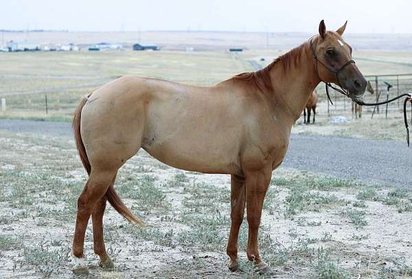 gentle-quarter-horse