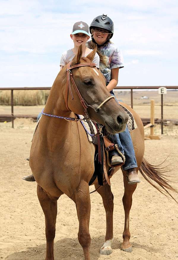 ranch-quarter-horse