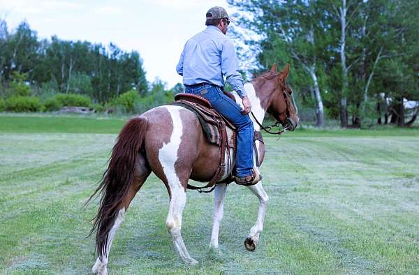 red-roan-see-pics-horse