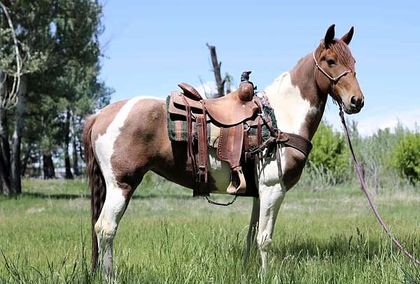 flashy-tennessee-walking-horse