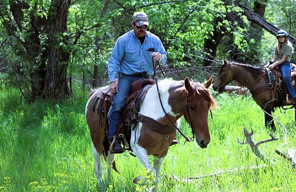 family-tennessee-walking-horse