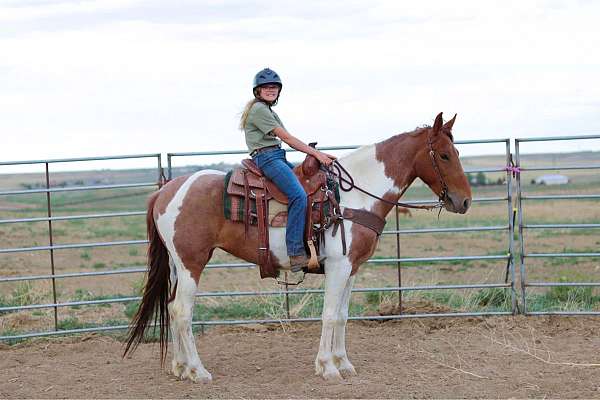 trail-tennessee-walking-horse