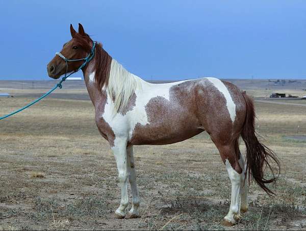 husband-safe-tennessee-walking-horse