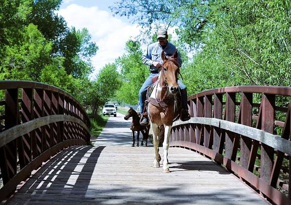 all-around-tennessee-walking-horse