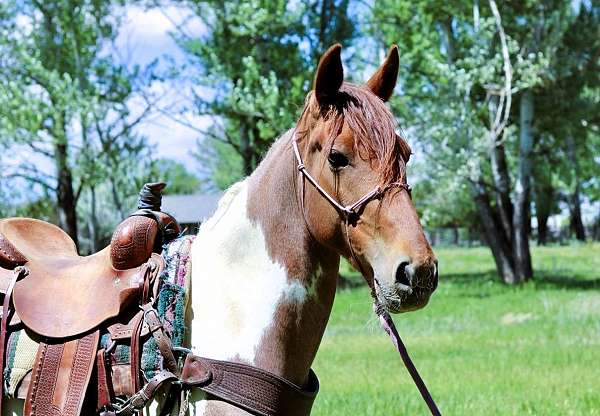 gentle-tennessee-walking-horse