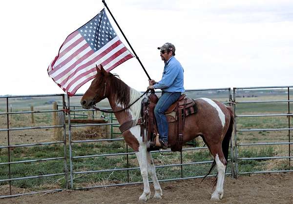 gaited-tennessee-walking-horse