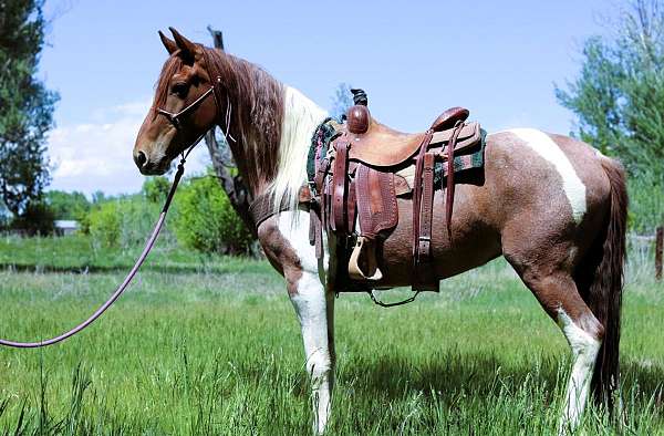 athletic-tennessee-walking-horse