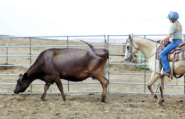 trail-quarter-horse