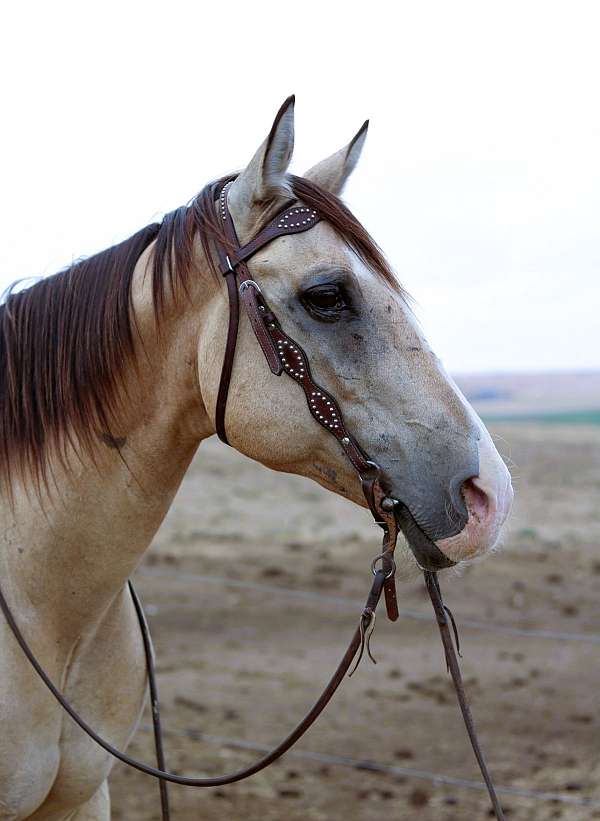 husband-safe-quarter-horse