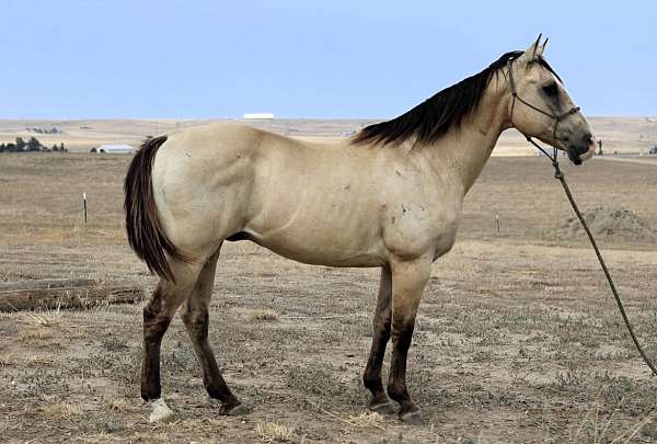 all-around-quarter-horse