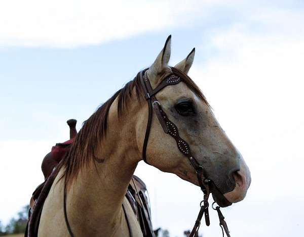 ranch-quarter-horse