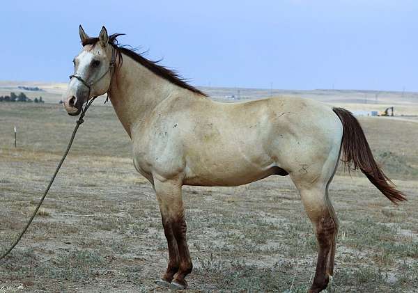 athletic-quarter-horse