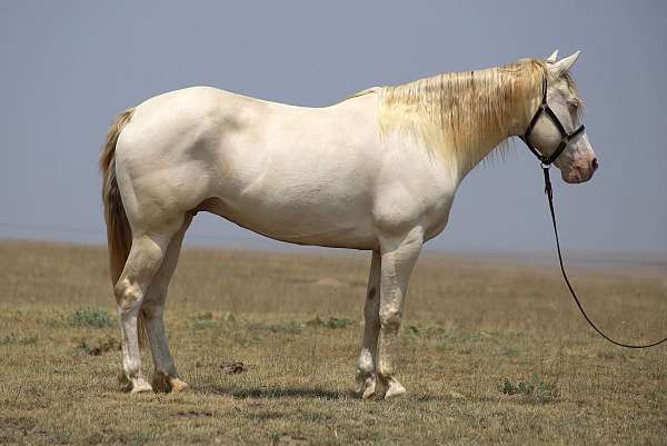 perlino-missouri-fox-trotter-mare