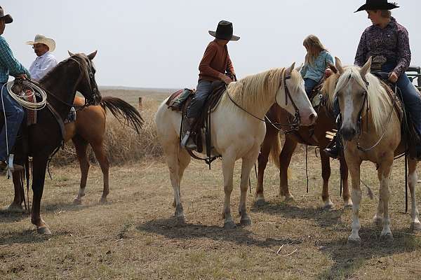 flashy-missouri-fox-trotter-horse