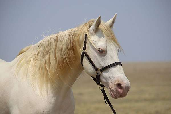 family-missouri-fox-trotter-horse