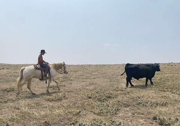 trail-missouri-fox-trotter-horse