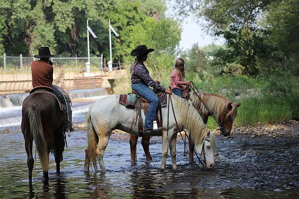 husband-safe-missouri-fox-trotter-horse