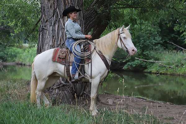 all-around-missouri-fox-trotter-horse