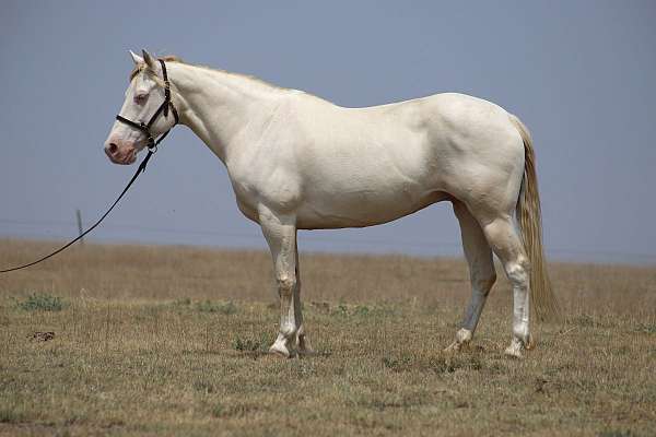 gentle-missouri-fox-trotter-horse