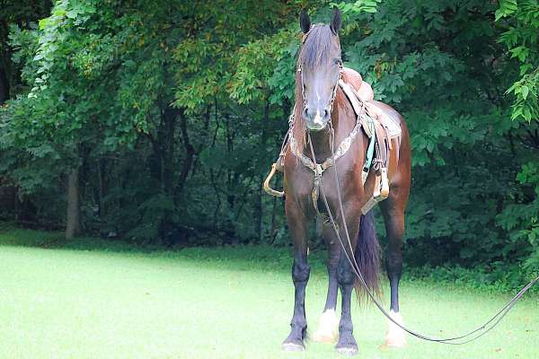 all-around-friesian-horse