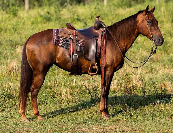 athletic-quarter-horse