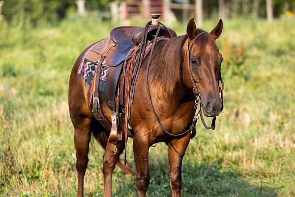 experienced-quarter-horse