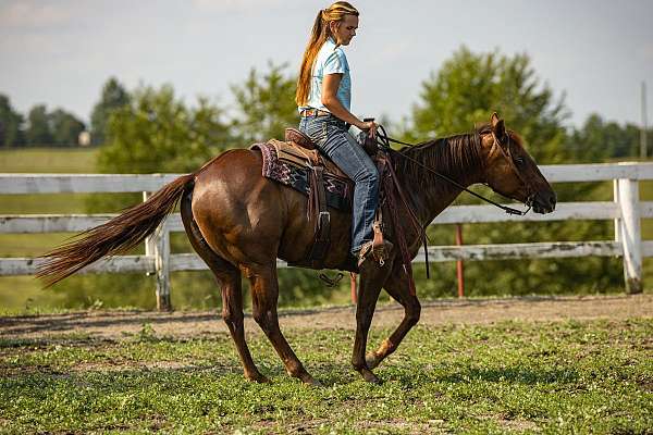 heading-quarter-horse