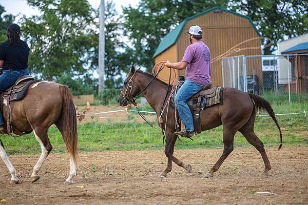 heel-quarter-horse